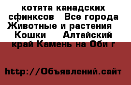 котята канадских сфинксов - Все города Животные и растения » Кошки   . Алтайский край,Камень-на-Оби г.